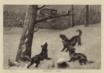 Treeing a Lynx
